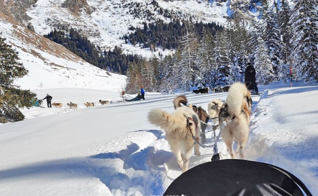 Photo séjour Escapade en chiens de traîneau