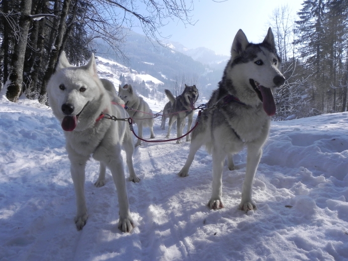 Photo séjour Escapade en chiens de traîneau