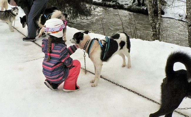 Photo séjour Ski & chiens de traineaux